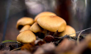 Testshot: Mushrooms – ISO 800 f/2.0 1/80 sec