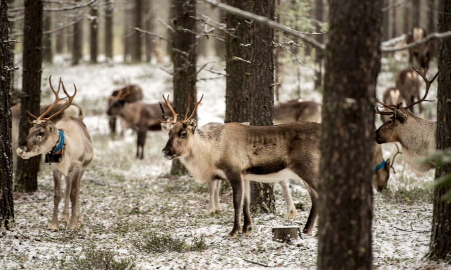 Reindeers in the forest
