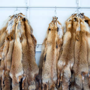 Fox furs