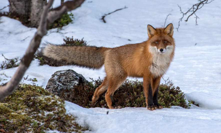 A curious and cautious fox
