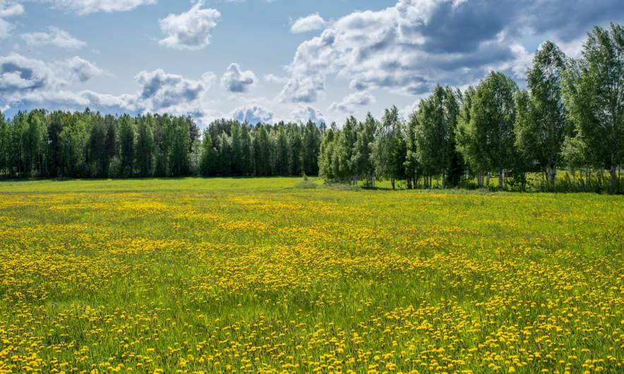 A meadow full of dandelions