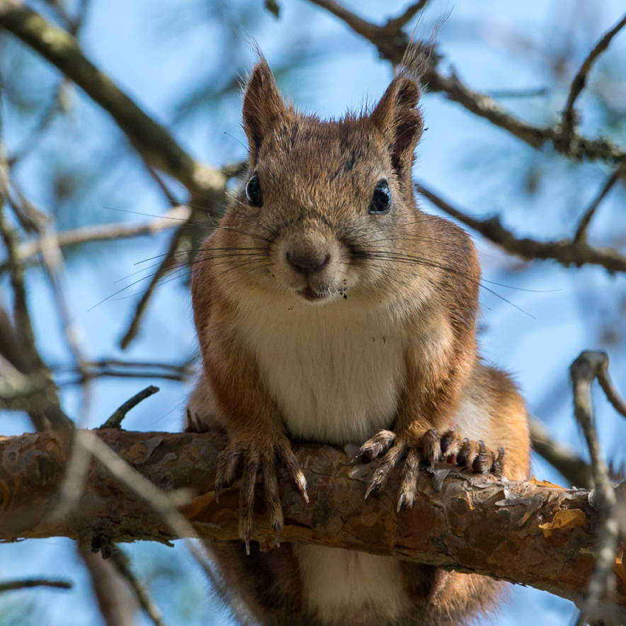A curious squirrel
