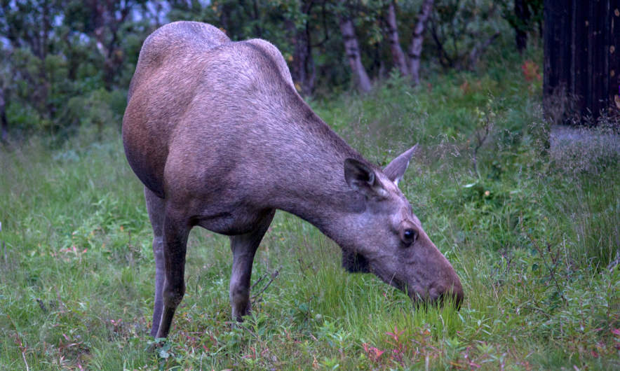 Grazing moose – not at all shy