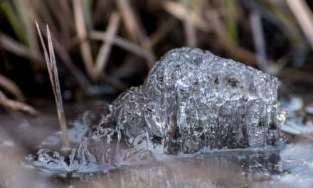 Spring: leftover ice in the swamp