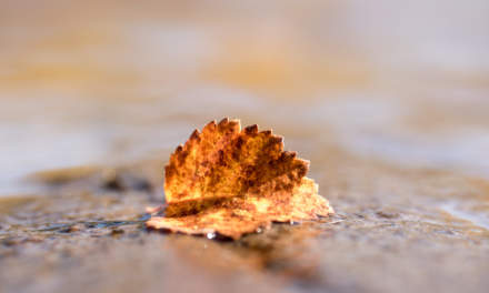 Macro shot of a birch leaf
