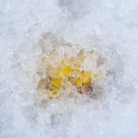 Tussilago in the snow II