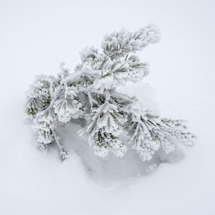 Frosted pine
