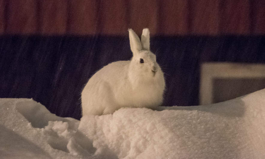 Mountain hare in the neighbours front yard