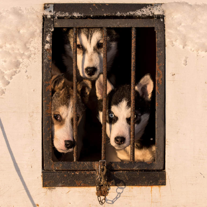 Husky puppies in Jokkmokk