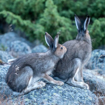 Two young hares I