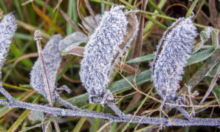 Soil frost
