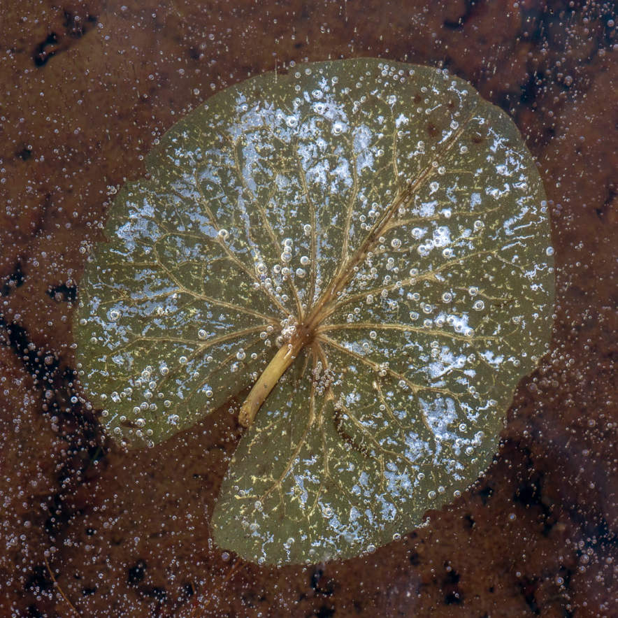Lily pad in the ice