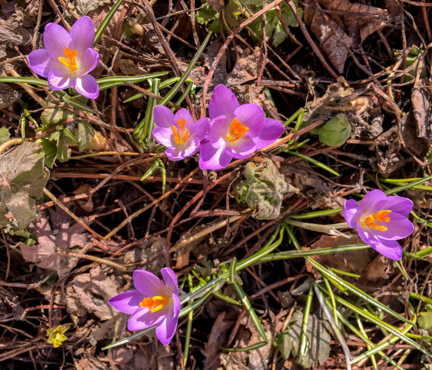 Spring signs in Umeå