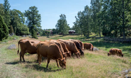 Stensjö by III – grassing cows