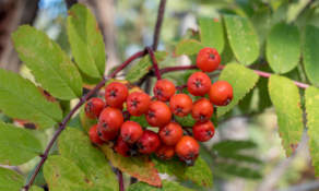 Rowan fruits