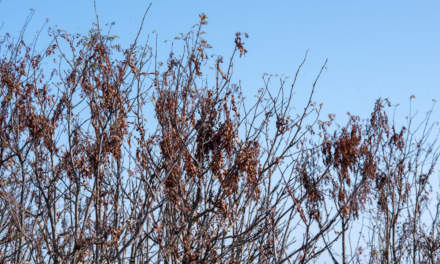 Withered rowan branches