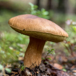 Mushroom IV