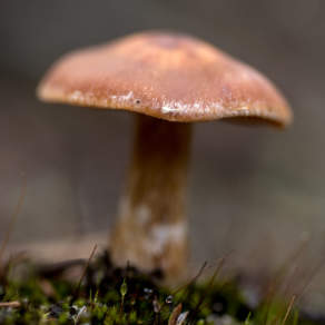 Mushroom VI