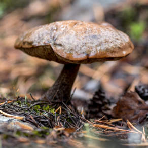 Mushroom IX