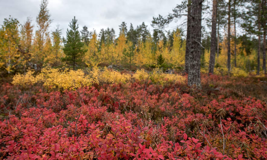 Autumn colours – forest