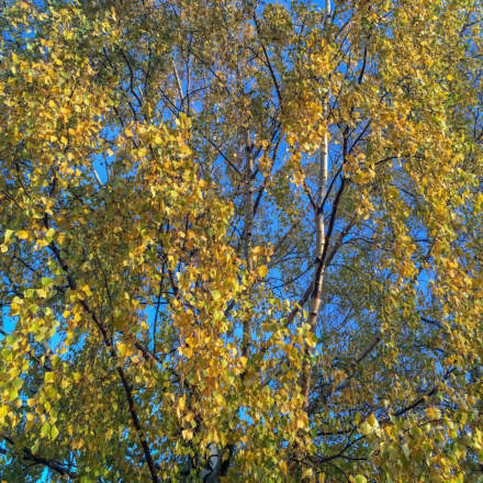 Birch tree with yellow leaves
