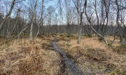 Promenade III – muddy path through a birch forest