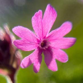 2021-05-26 Red campion