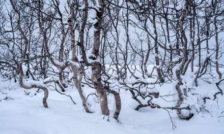 Wind-formed birch stems
