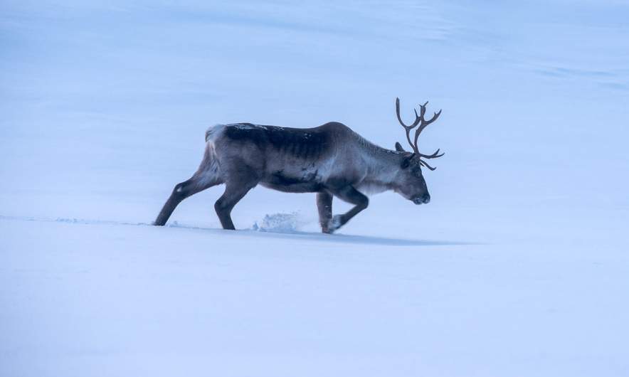 Reindeer trotting from birch to birch
