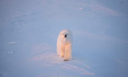 The 2nd polar bear III