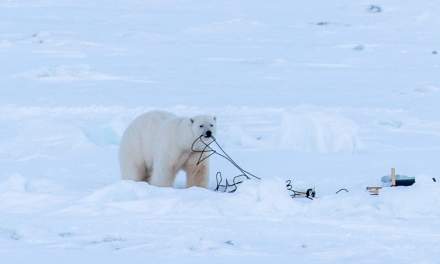 A polar bear chewing a cable (detail of the same photo)
