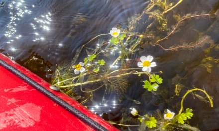The water crowfoot lives in the sea