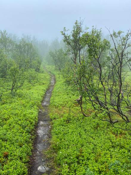 Tønsvik: forest path up the Tønsnesvarden