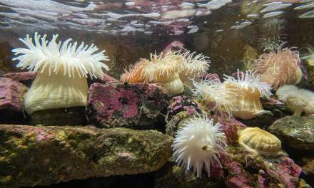 After work: an aquarium in Polaria