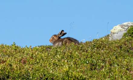 A mountain hare
