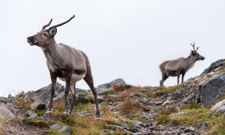 Reindeer II – “We do not talk to each other”