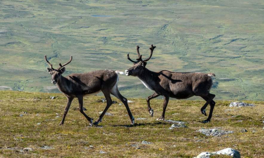 Two reindeer