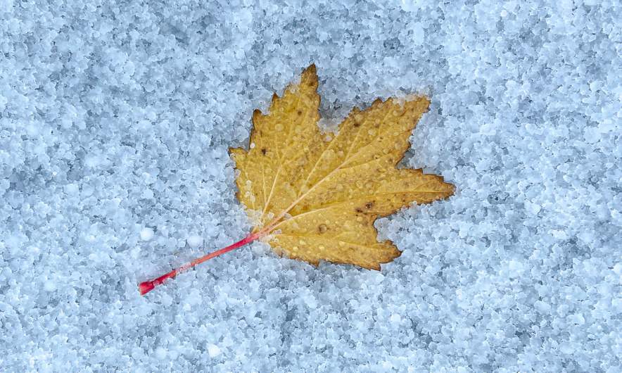 Leaf within snow pellets