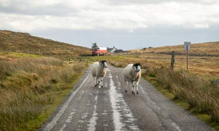 Sheep blocking the road