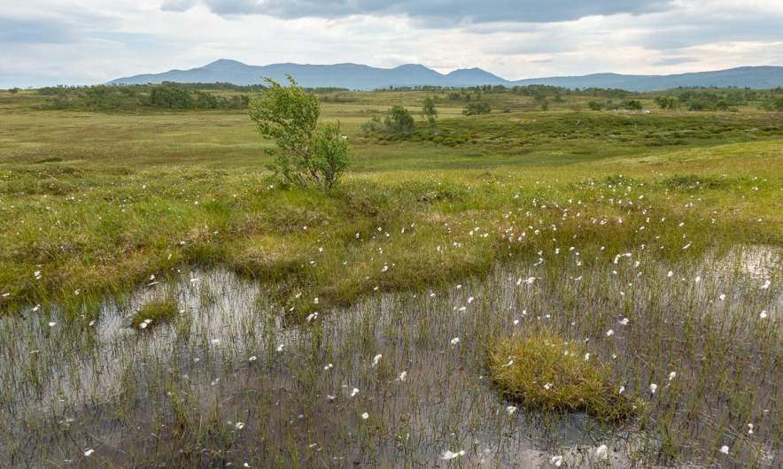 Swamp between Storlien and Blåhammaren