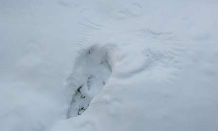 Tracks of a black grouse?