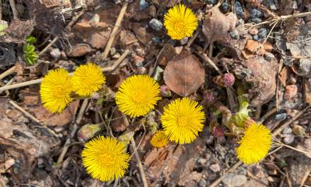 Tussilago flowers