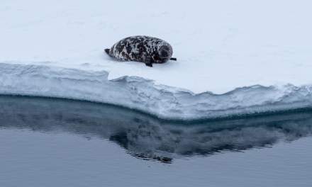 A hooded seal