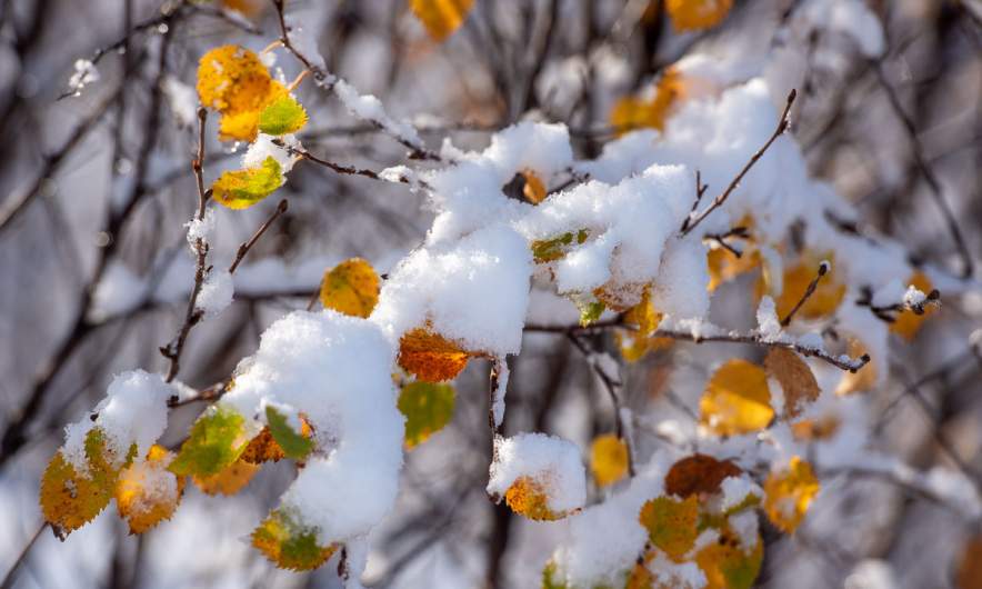 Snow covered birch leaves