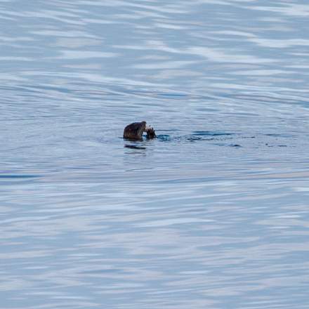 Otter eating a fish II