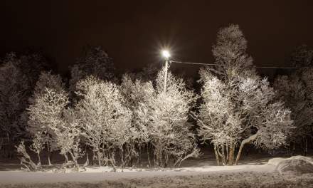 Nightly snow walk IV