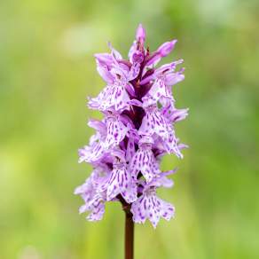 Dactylorhiza maculata