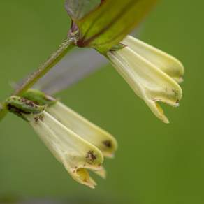 Melampyrum pratense