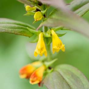 Melampyrum sylvaticum