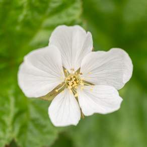 Rubus chamaemorus